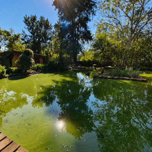 Property-Deck Pond